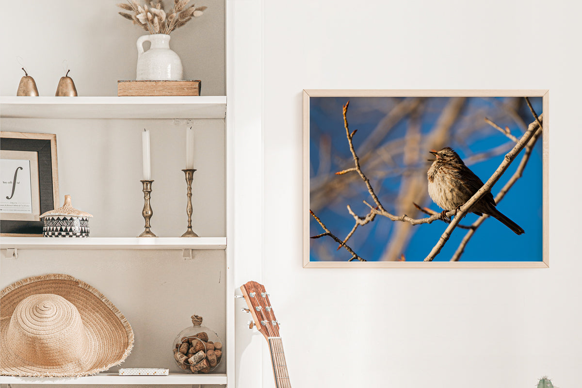 Bird Lover Gift: Song Sparrow  Wall Art