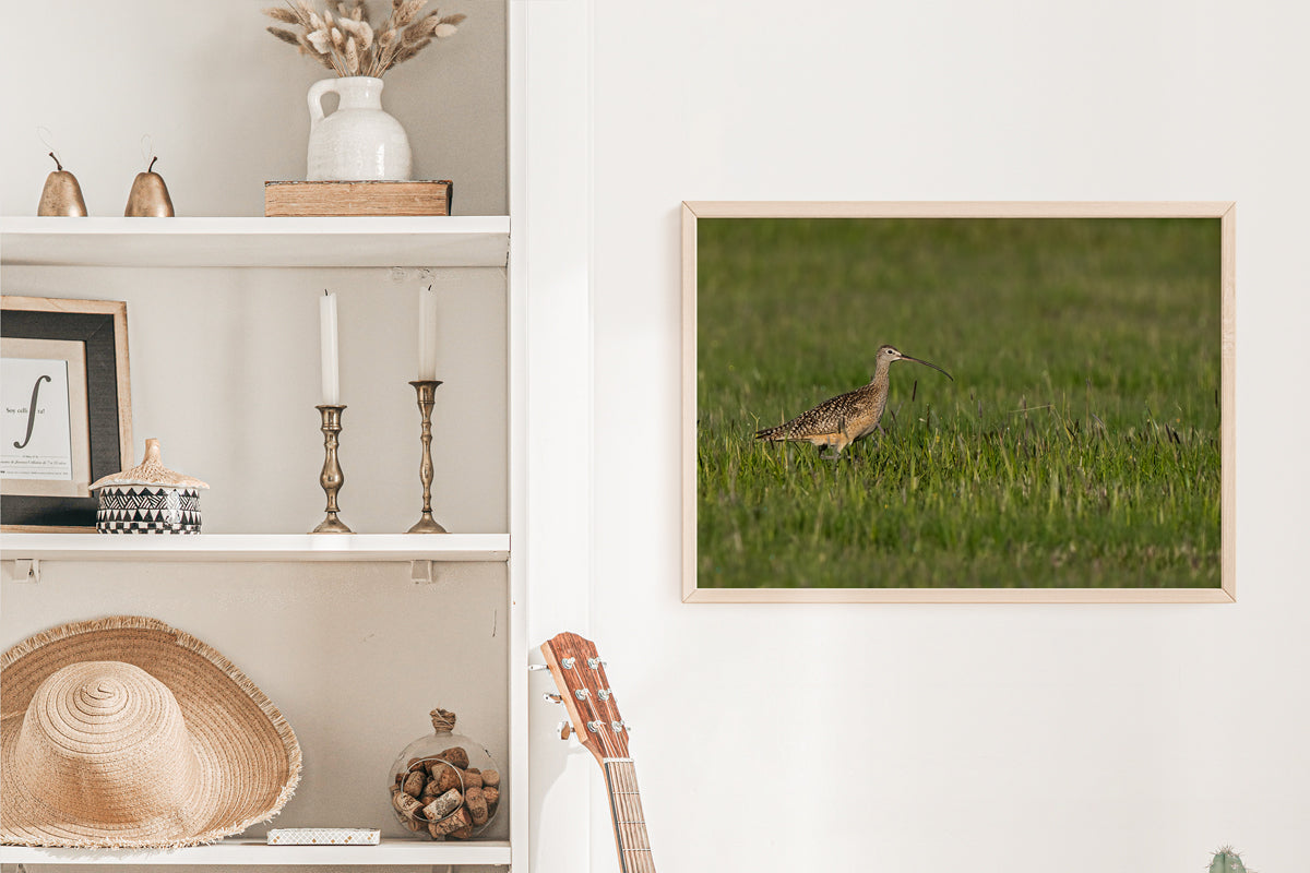 Bird Lover Gift:  Long Bill Curlew Wall Art