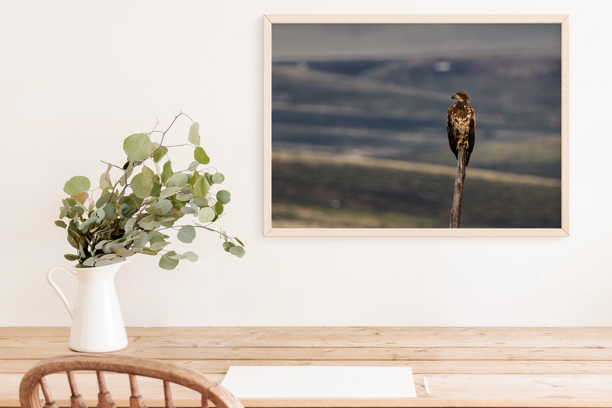 Bird Lover Gift: Bald Eagle  Wall Art