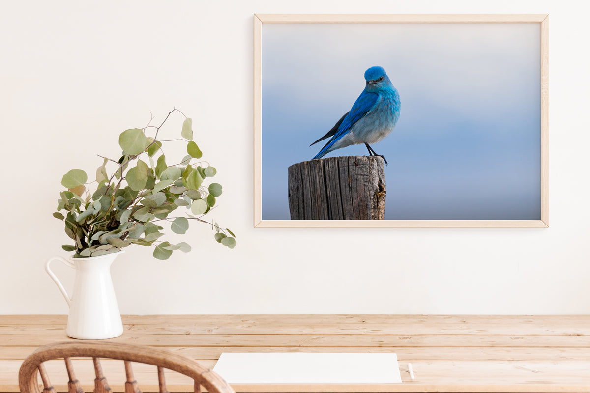 Bird Lover Gift:  Mountain Bluebird Close up Wall Art