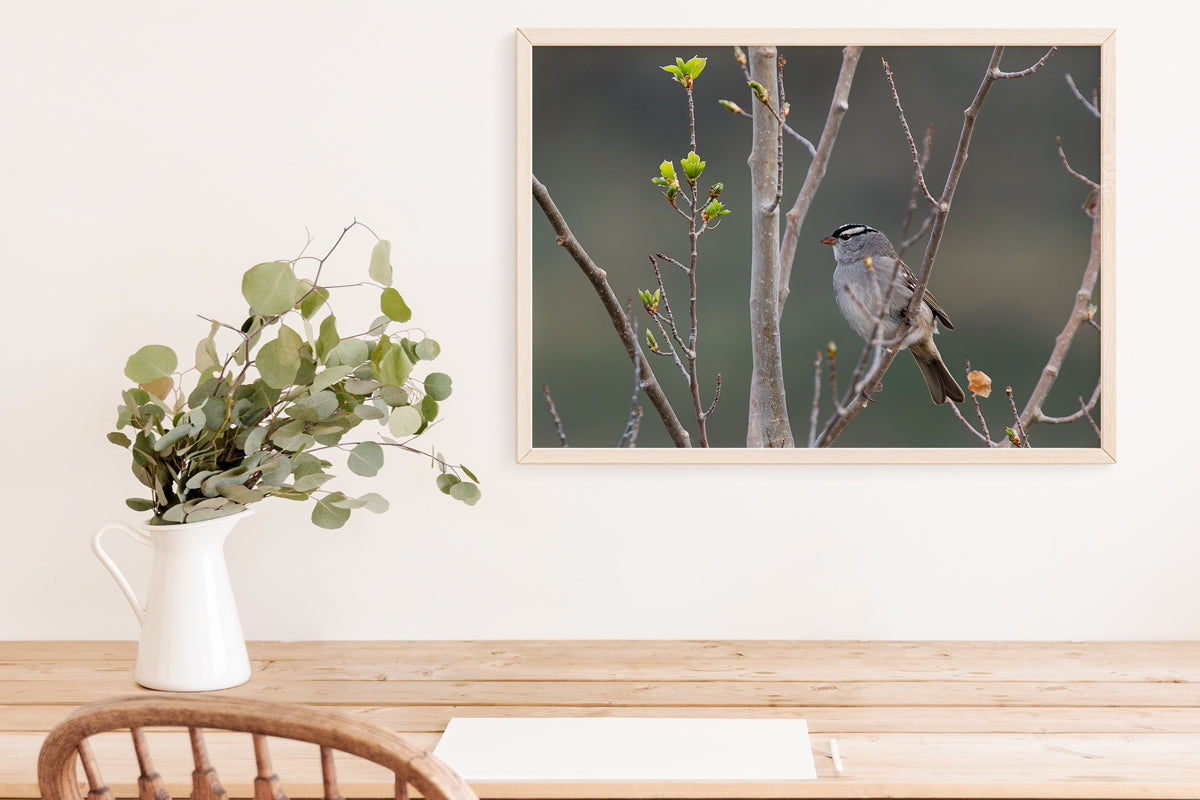 Bird Lover Gift:  Little Bird Wall Art