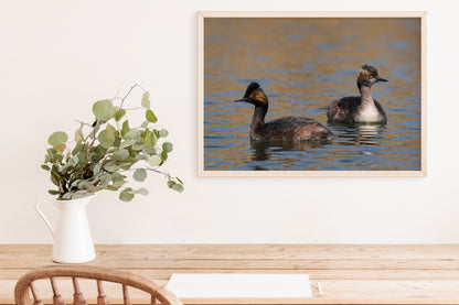 Bird Lover Gift: Eered Grebe Wall Art