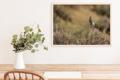 Bird Lover Gift: Female Mountain Bluebird Wall Art