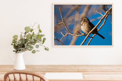 Bird Lover Gift: Song Sparrow  Wall Art