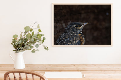 Bird Lover Gift: Baby Robin Wall Art