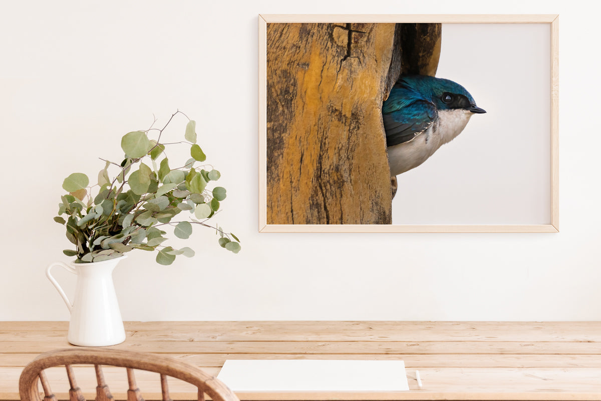 Bird Lover Gift: Tree Swallow Wall Art 3