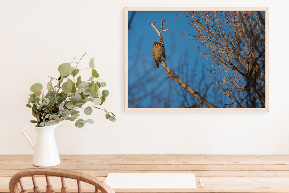 Bird Lover Gift:  Krestel Wall Art