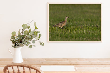 Bird Lover Gift:  Long Bill Curlew Wall Art