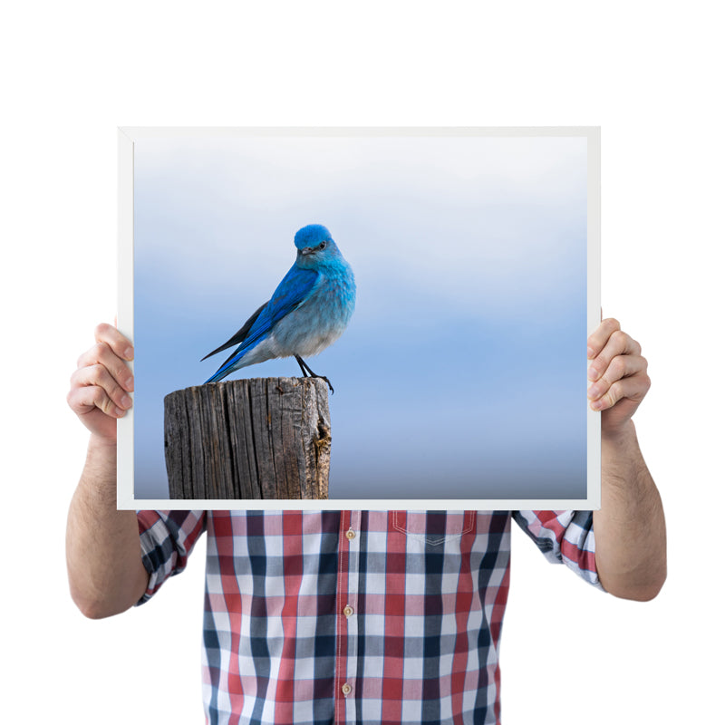 Bird Lover Gift:  Mountain Bluebird Close up Wall Art