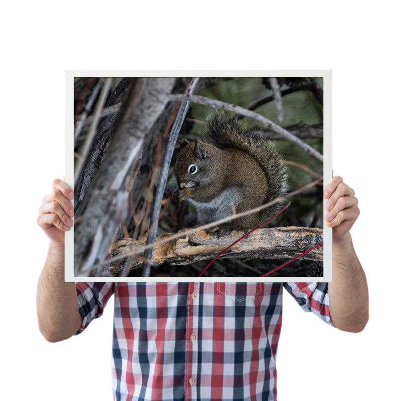 Wildlife Lover Gift: Squirrel Wall Art