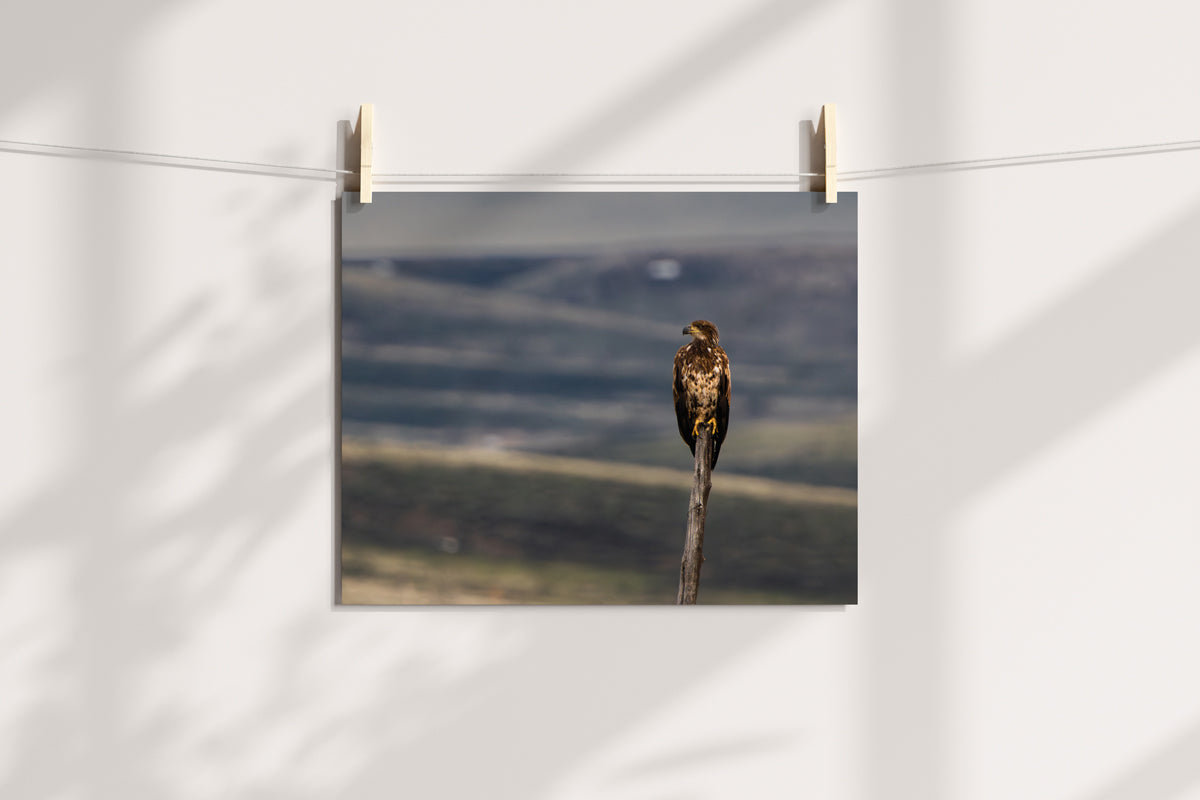 Bird Lover Gift: Bald Eagle  Wall Art