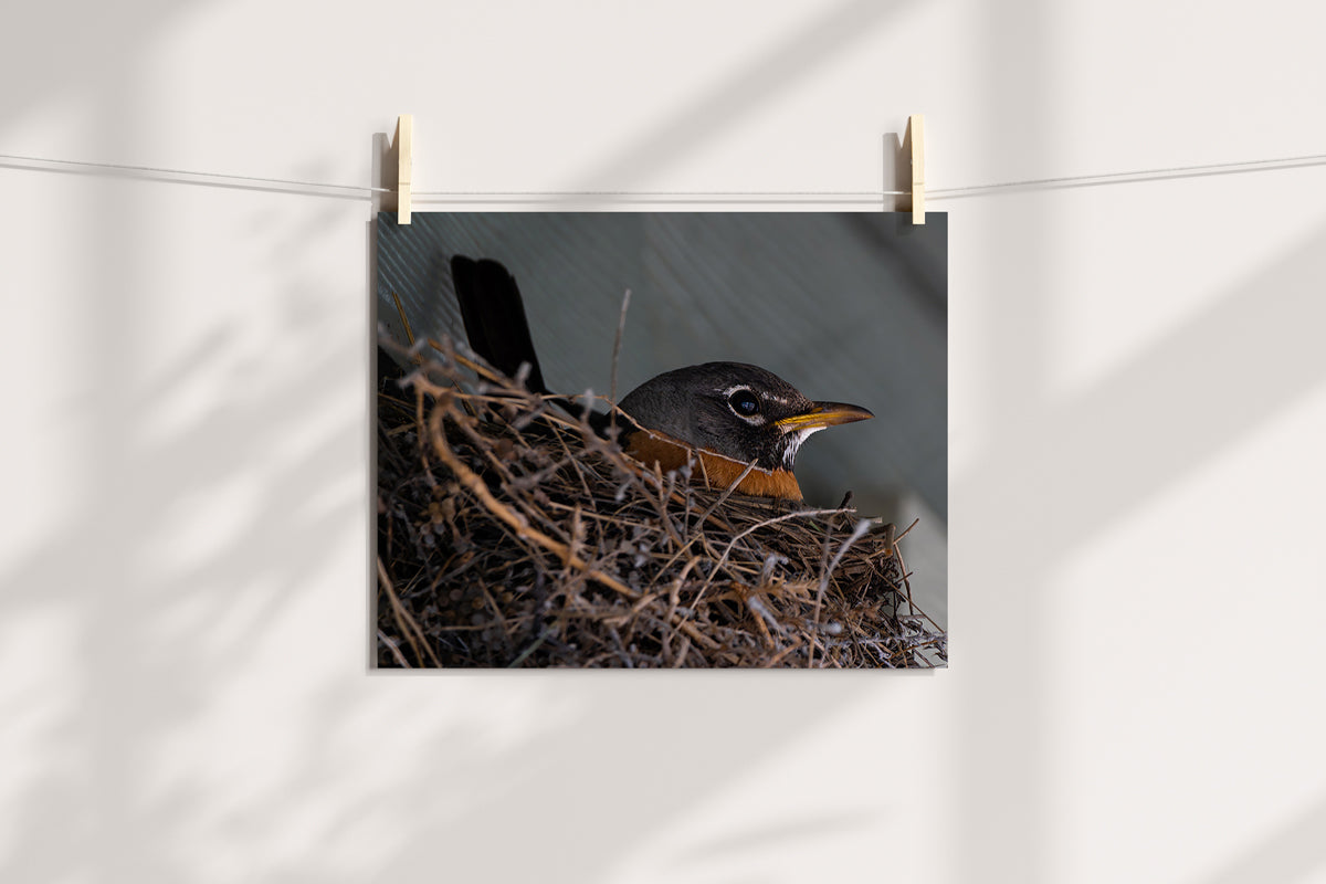 Bird Lover Gift: Mama Robin Wall Art