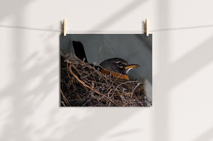 Bird Lover Gift: Mama Robin Wall Art