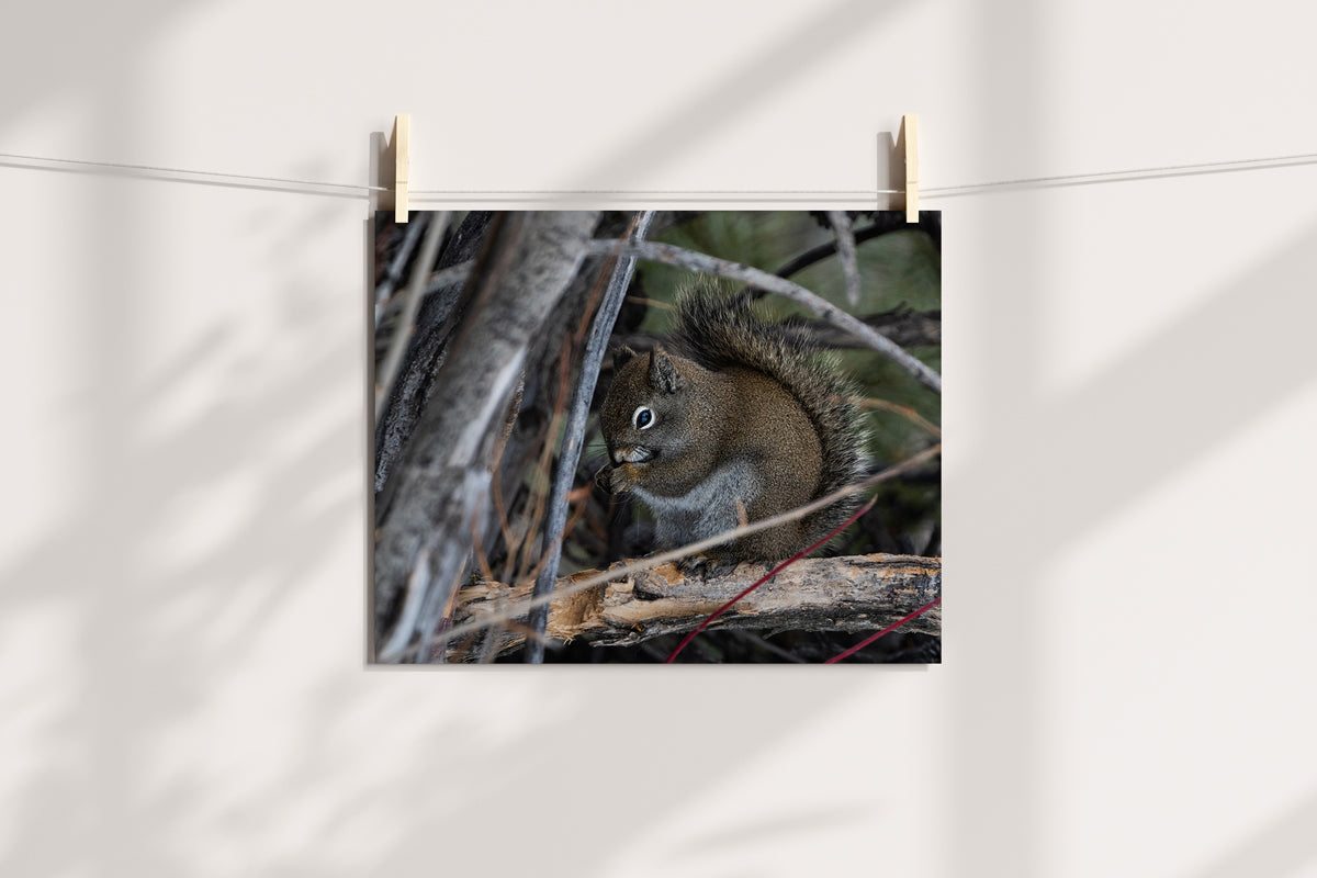 Wildlife Lover Gift: Squirrel Wall Art