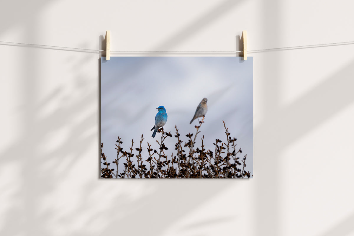 Bird Lover Gift:  Mountain Bluebirds Wall Art