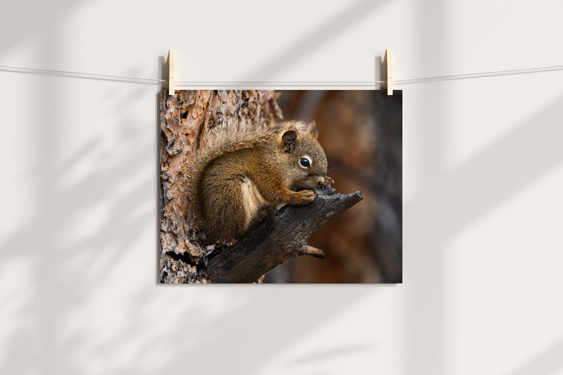 Squirrel Artwork