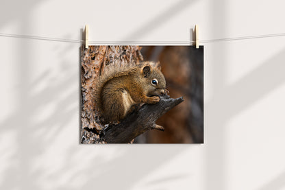 Squirrel Artwork