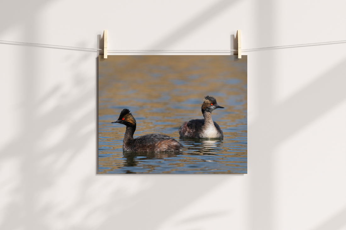 Bird Lover Gift: Eered Grebe Wall Art