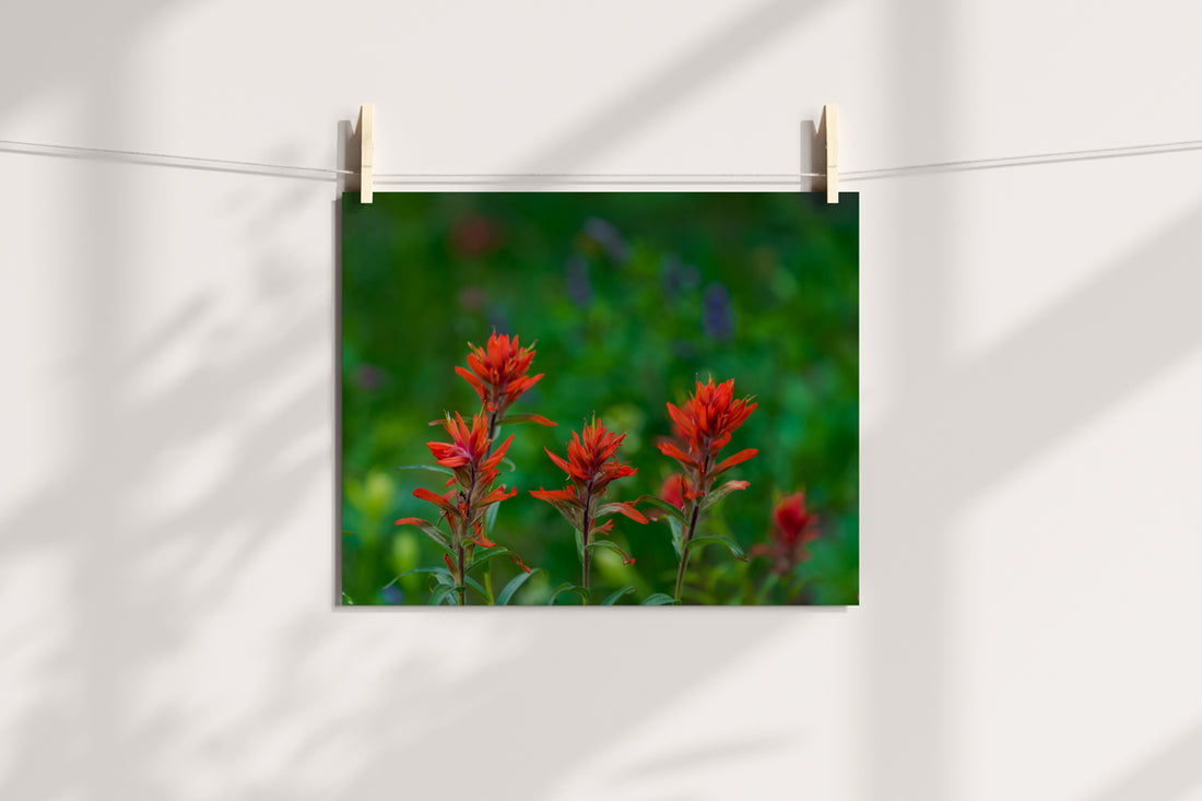 Indian Paint Brush Wall Art 2