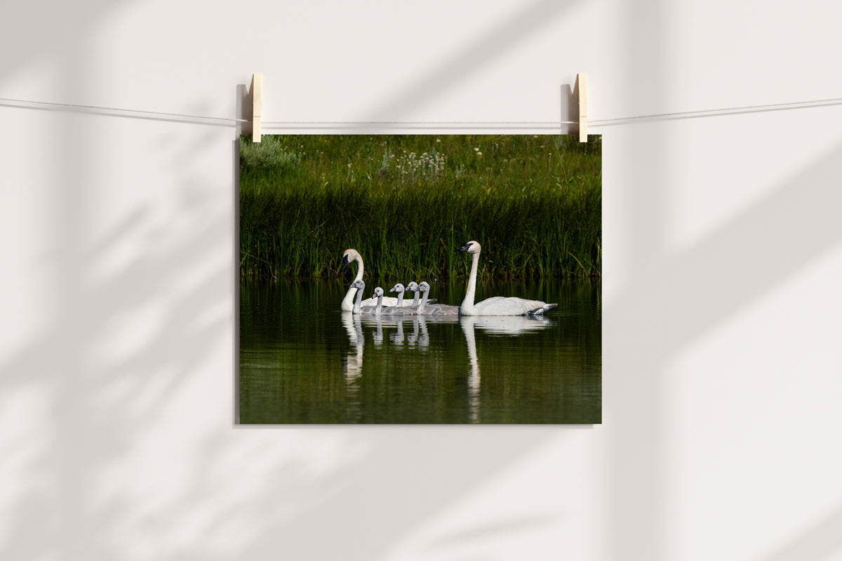 Swan Family Artwork