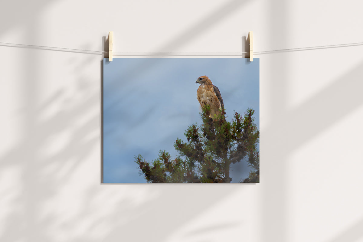 Red Tail Hawk