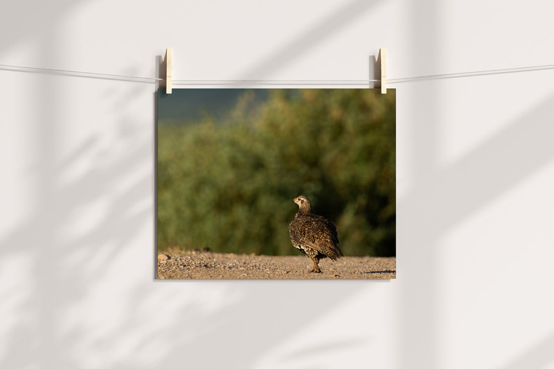 Sage Grouse Artwork