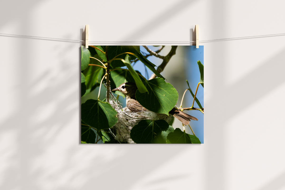 Bird Lover Gift:Bird Nest Wall Art 3