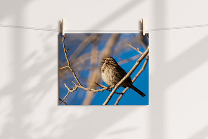 Bird Lover Gift: Song Sparrow  Wall Art