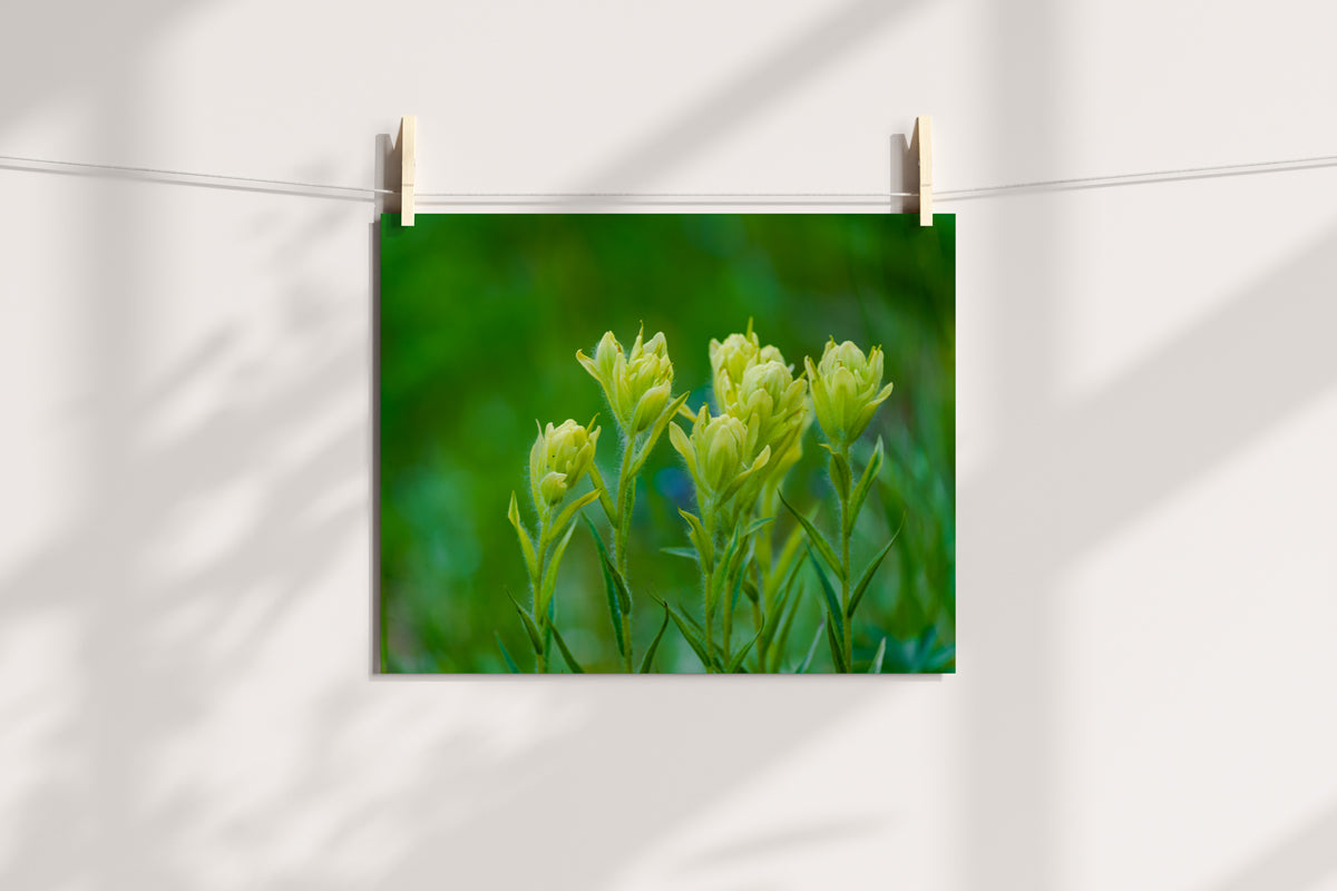 Indian Paint Brush Wall Art