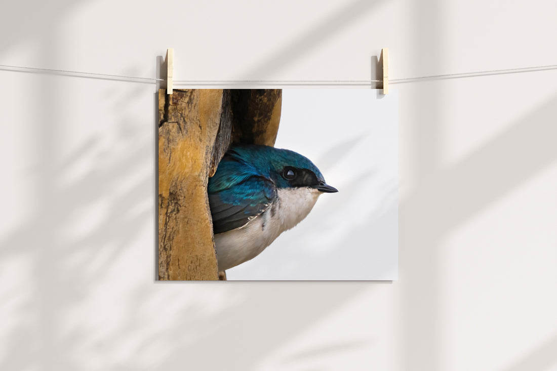Bird Lover Gift: Tree Swallow Wall Art 3