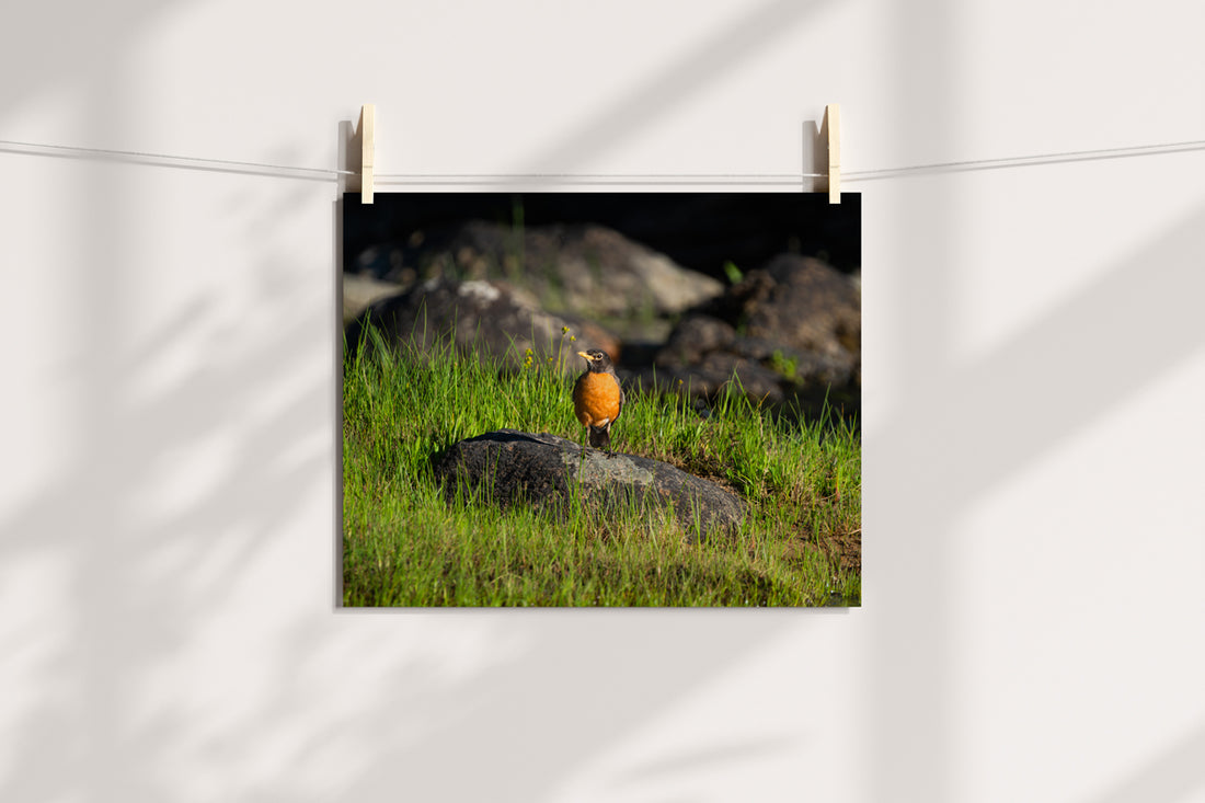 American Robin Artwork