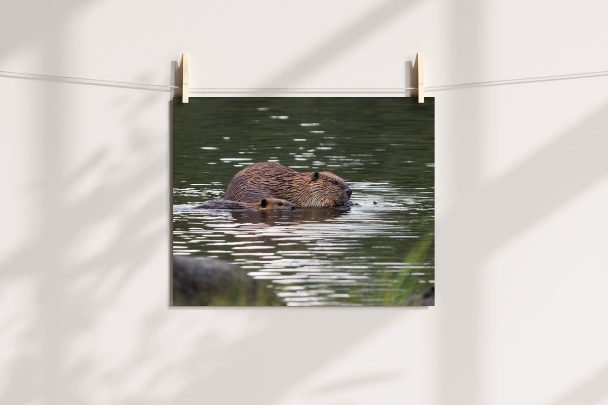 Beaver Artwork