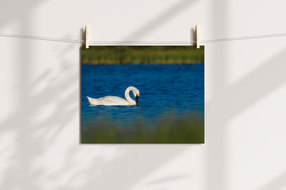 Swan Artwork