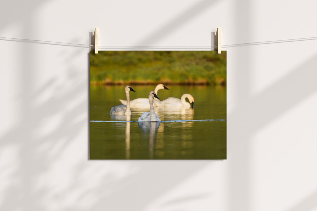 Swans Artwork