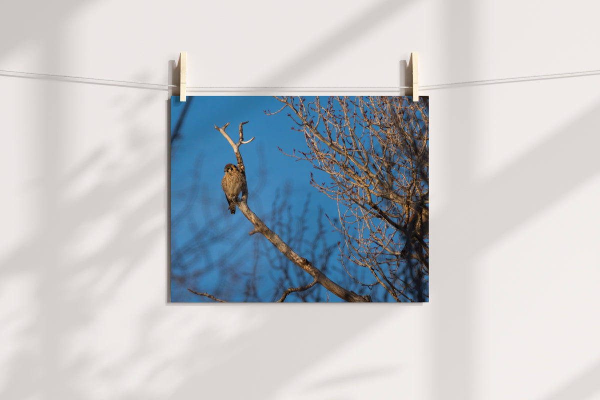 Bird Lover Gift:  Krestel Wall Art