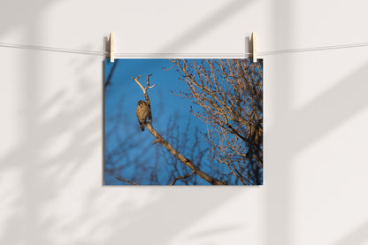 Bird Lover Gift:  Krestel Wall Art