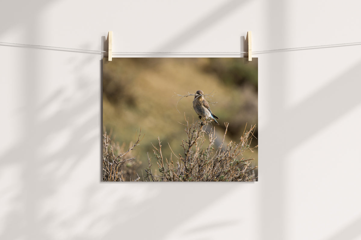 Bird Lover Gift: Female Mountain Bluebird Wall Art