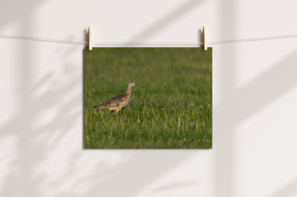 Bird Lover Gift:  Long Bill Curlew Wall Art