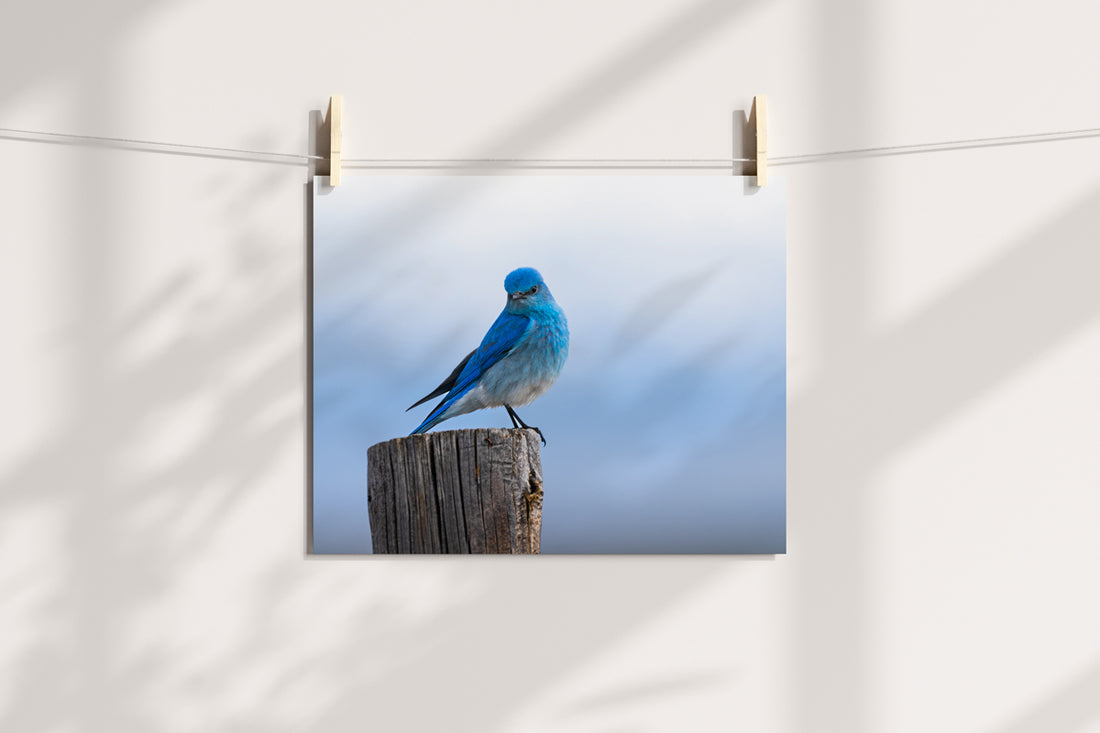 Bird Lover Gift:  Mountain Bluebird Close up Wall Art