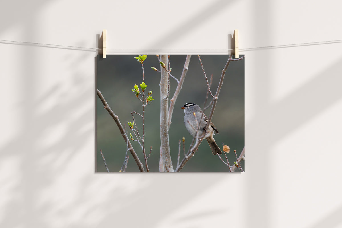 Bird Lover Gift:  Little Bird Wall Art