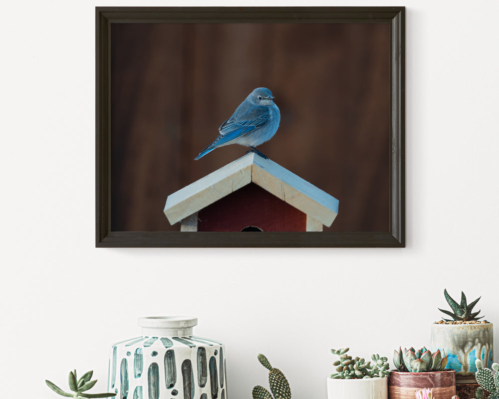 Bringing Nature Home: The Bluebird Inspiration