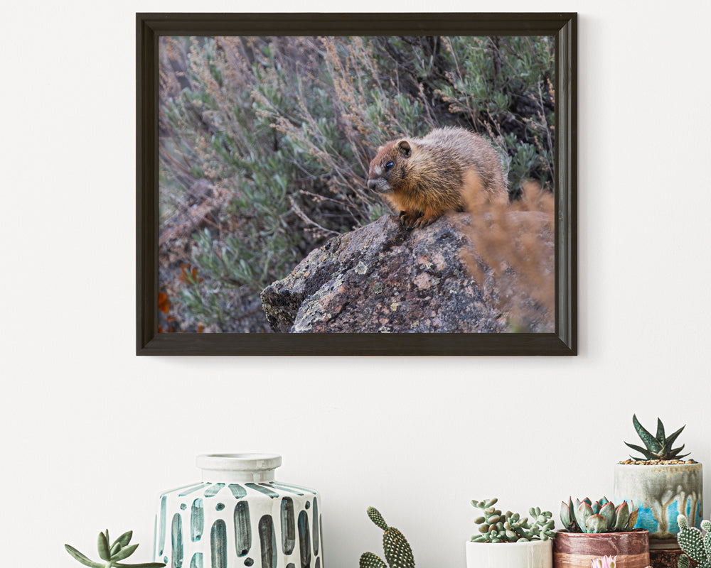 Bring Nature Home: The Beauty of Wildlife Wall Art Baby Marmot