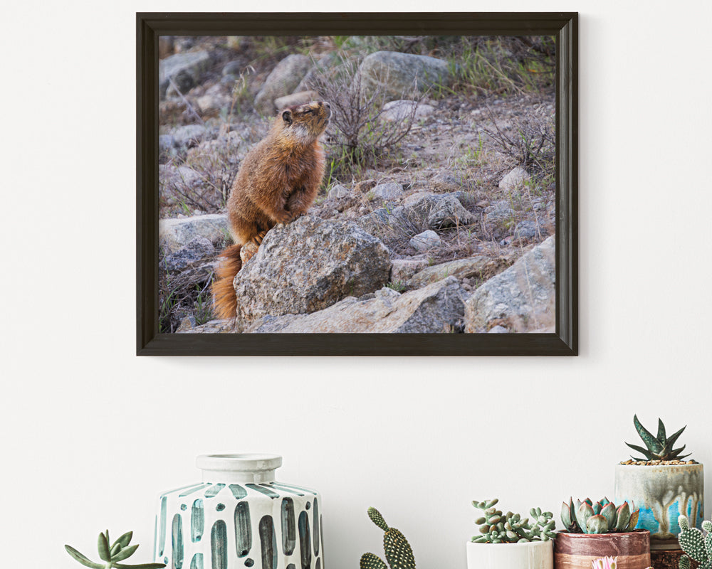 A Moment of Patience: The Praying Marmot