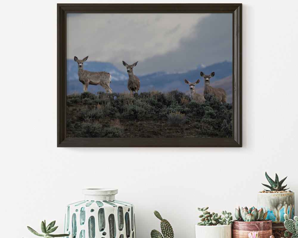 Chasing the Light: Why Wildlife Wall Art Transforms Your Home