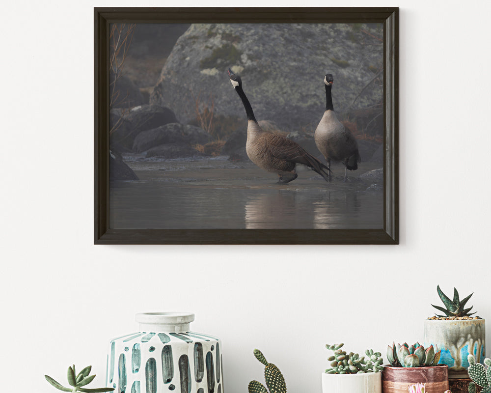 Divine Serenity at Boulder Creek Canada Geese 2