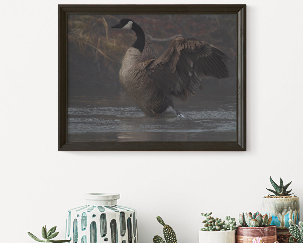 Divine Serenity at Boulder Creek Canada Geese