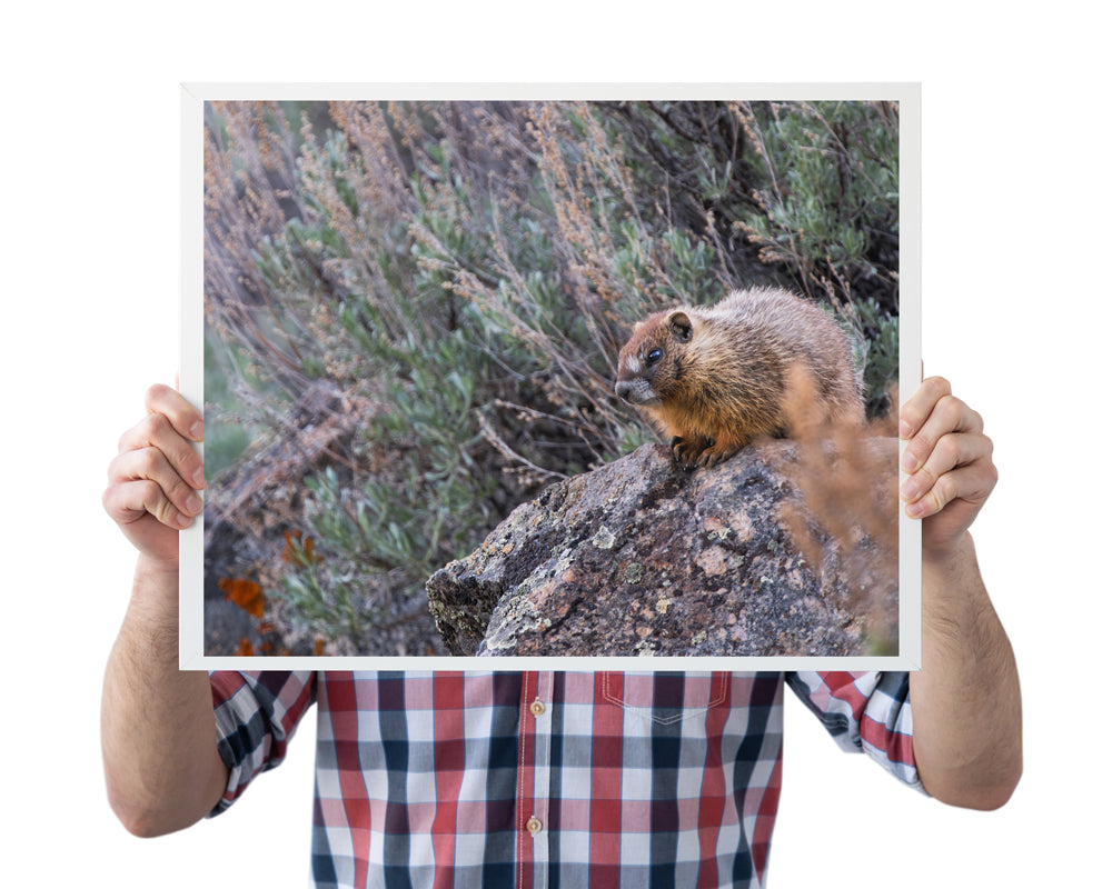 Bring Nature Home: The Beauty of Wildlife Wall Art Baby Marmot