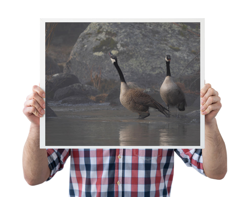 Divine Serenity at Boulder Creek Canada Geese 2