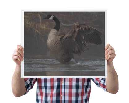 Divine Serenity at Boulder Creek Canada Geese