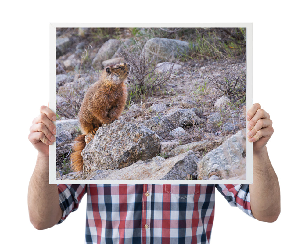 A Moment of Patience: The Praying Marmot